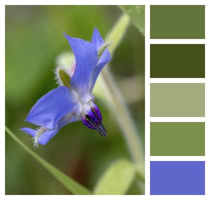 Flower Background Borage Flower Image